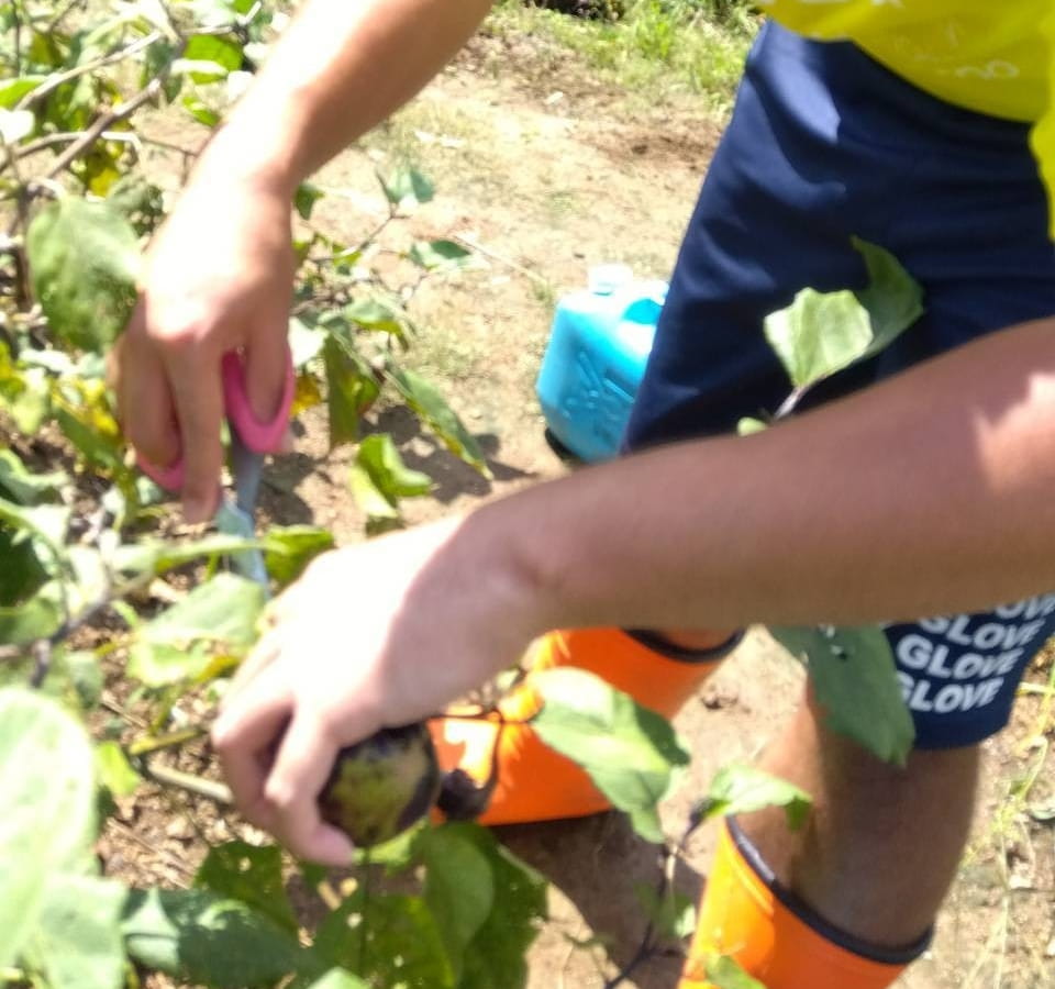 収穫した野菜は給食に使ったり、地域の方にお配りしたりします。