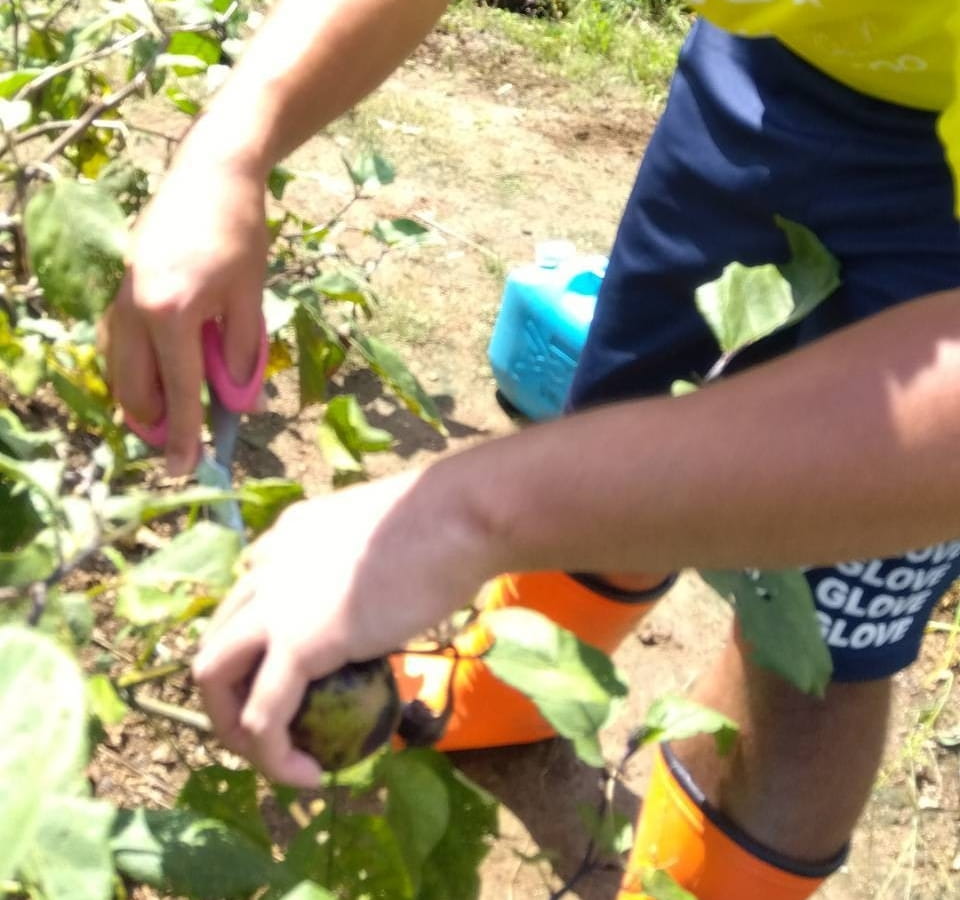 収穫した野菜は給食に使ったり、地域の方にお配りしたりします。