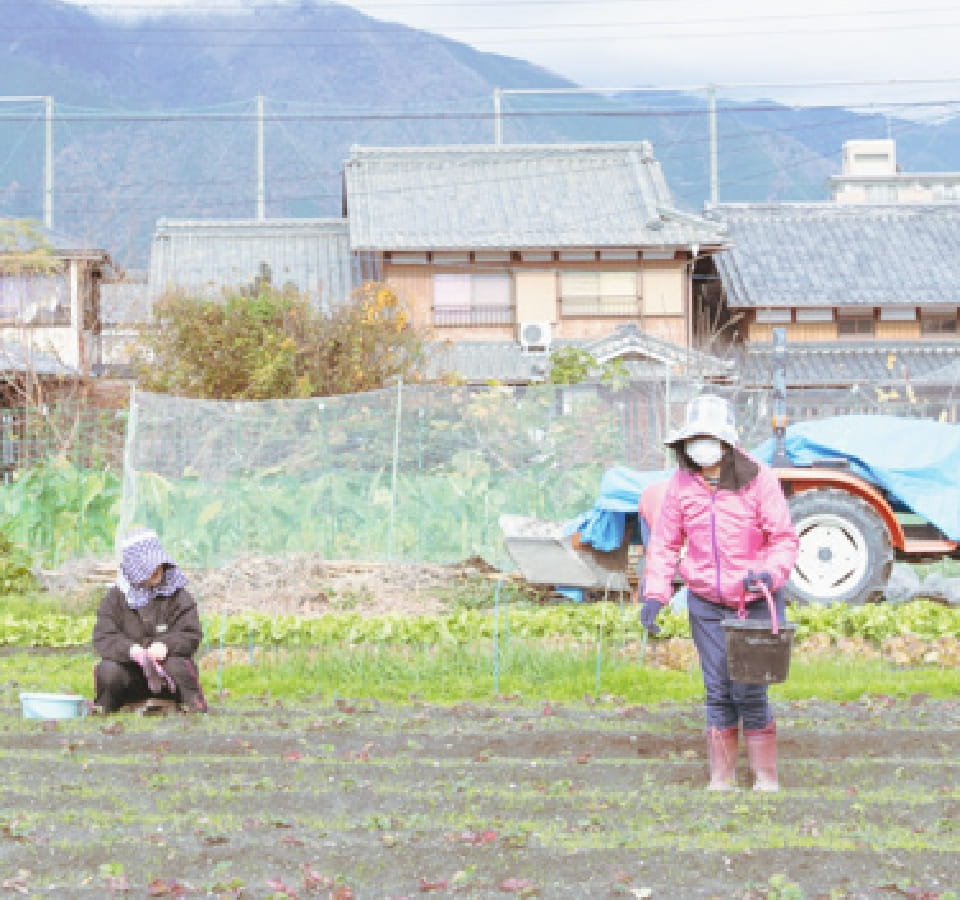 毎日の畑での活動は、季節の移ろいを感じる穏やかな時間です。